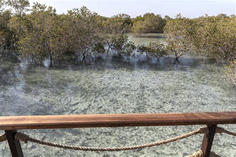 Mangrove National Park, Abu Dhabi, Ticket Price, .